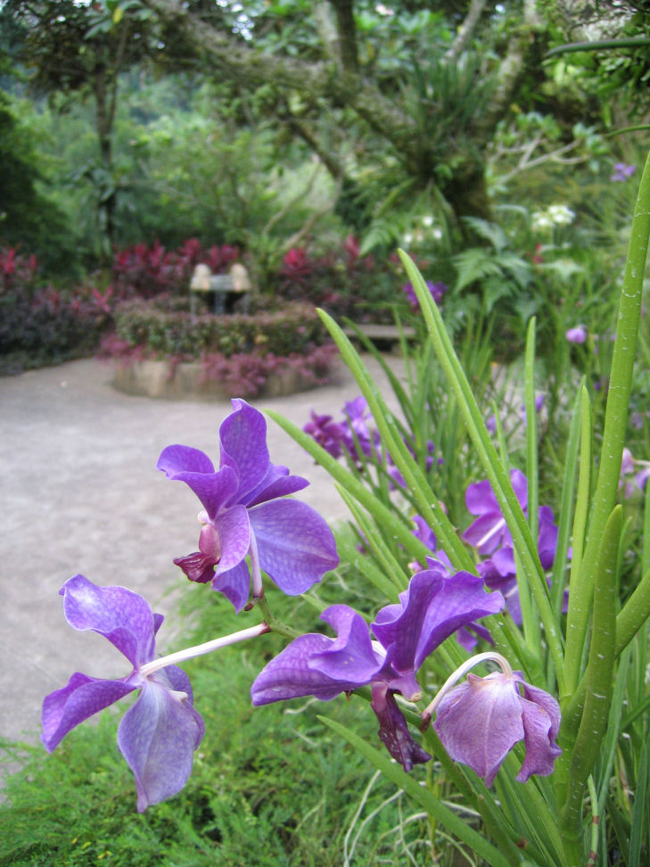 Orchid @ Botanical Garden, Singapore